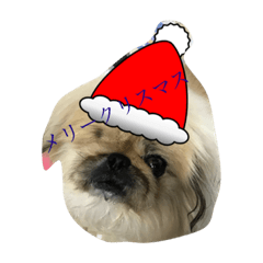 Pekingese in Christmas