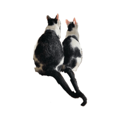 黑白貓日常--牛奶巧克