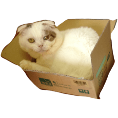 折耳貓日常—yoyo