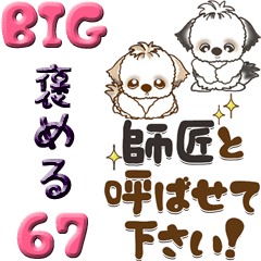 【Big】シーズー犬 67『褒める』