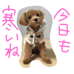 Kira Kira  dog