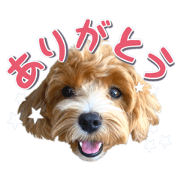 chama_20211206145948