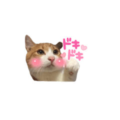 【保護猫】きなこチャンネル　写真スタンプ