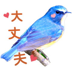 Photo birds