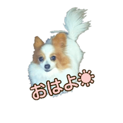papillon nuts