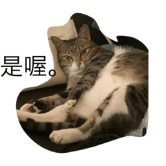 Emo cat send tree pay