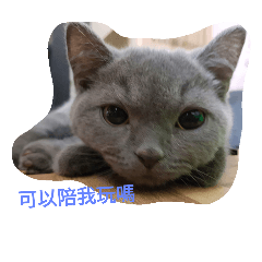 small    Cats