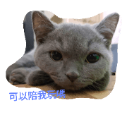 small Cats small Cats