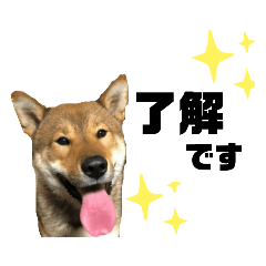 Japanese dog /shiba / Tarokun