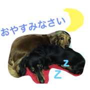 lovedogs.....