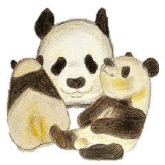 彩色鉛筆熊貓