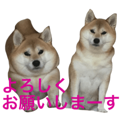 Shiba Inu and Miscellaneous Dog-13