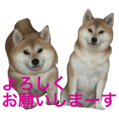 柴犬と白い雑種犬 13 Line スタンプ Line Store 柴犬と白い雑種犬 13 Line スタンプ Line Store