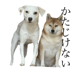柴犬と白い雑種犬-14