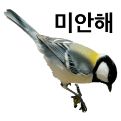 韓国語で話す鳥たち　その２