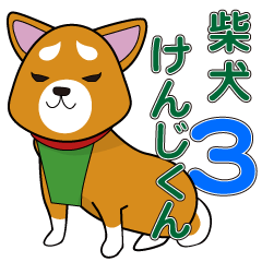 Shiba dog Kenji-kun3