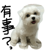 a kerker dog