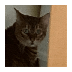saya_20211208141156