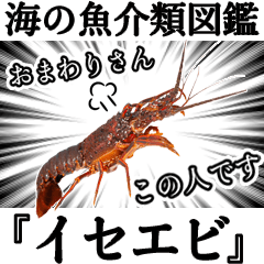 Comical spiny lobster-Japanese version