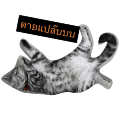 cat silver1