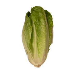 野菜ロメインレタス スタンプ 1