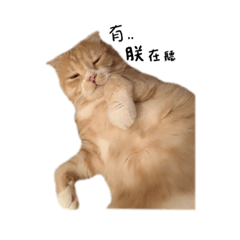 Pumpkin胖胖貓生