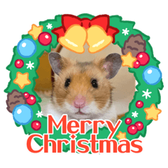 It s a hamster tamao Christmas version