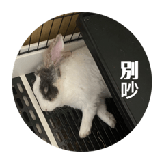 foodie rabbit_20211208182923