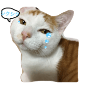 happy CAT...