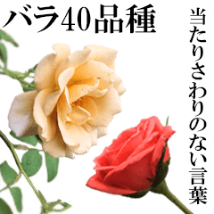 薔薇(バラ)の花だけで40種『上品ローズ』