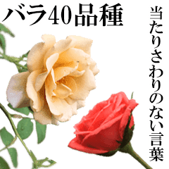 薔薇 バラ の花だけで40種 上品ローズ Line スタンプ Line Store