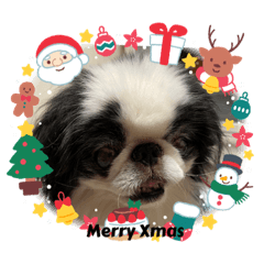 sayuri_20211209135702