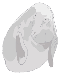 Rare animals dugong