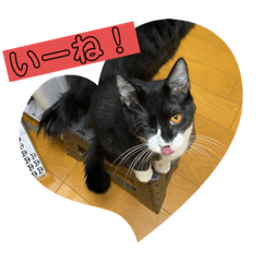 chihiro_20211209202831