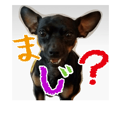 mixed dog of Chihuahua and mini pinscher