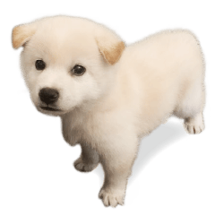 白柴犬『麻糬.麻吉』第二彈-日常用語