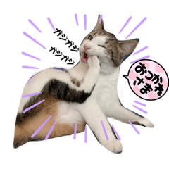 cat kichinosuke and friends