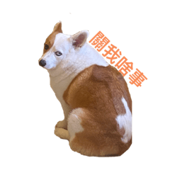 Bobo柯基2.0