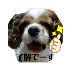 Ringo_20211210183323