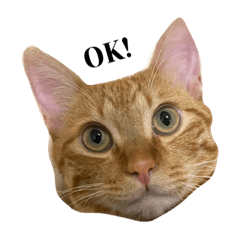 ayumi_20211211083908