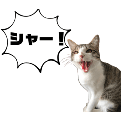 hikaru_20211210220233