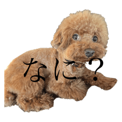 toy poodle takechiyo
