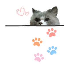 FiCat