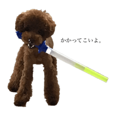 toy poodle stamp takechiyo