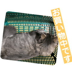 うちのねこーズ3