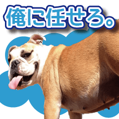 French Bulldog Hfamily