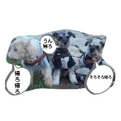 cherry_20211211120557