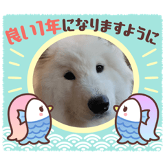 サモエドこむぎ①