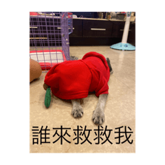 五號妹妹の成長日記