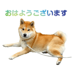 柴犬CORO2 日本語